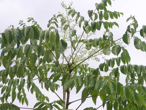 P1010005
